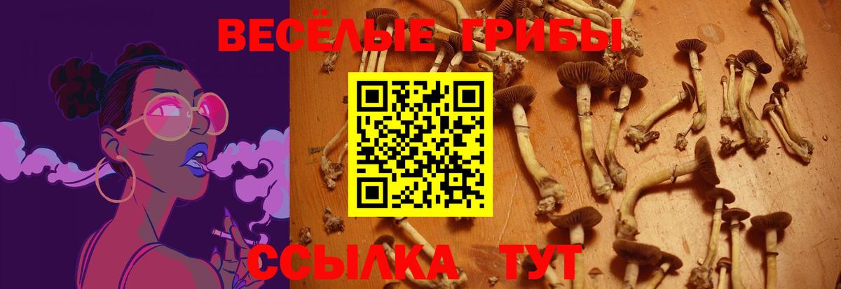 Бузулук  Псилоцибиновые грибы Psilocybe  Вход с VPN 